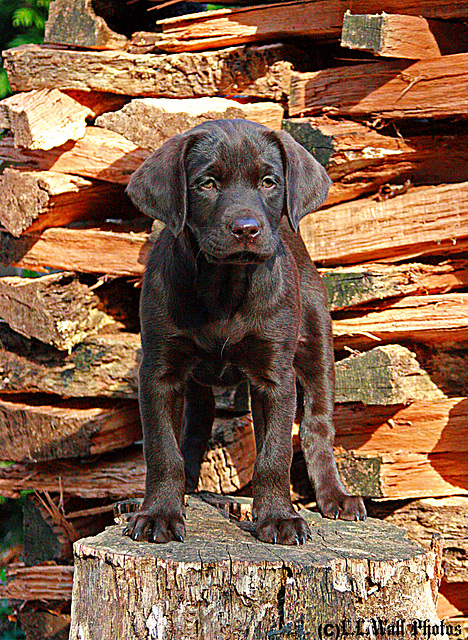 Puppy in the Woodpile
