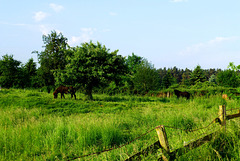 DE - Bornheim - Landscape near Brenig