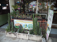 Konprod Cactus