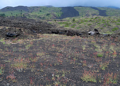 Recent lava colonised by Rumex plants