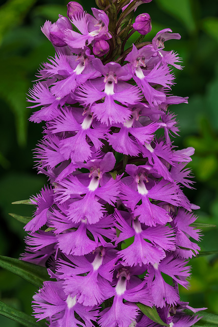 Platanthera grandiflora (Large Purple Fringed orchid)