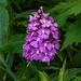 Platanthera grandiflora (Large Purple Fringed orchid)