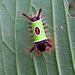 Sadleback caterpillar ,Mindo_Ecuador
