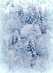 forêt en hiver
