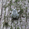 Little toad on a pine tree