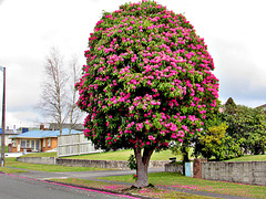 Rhododendron on Footpath.