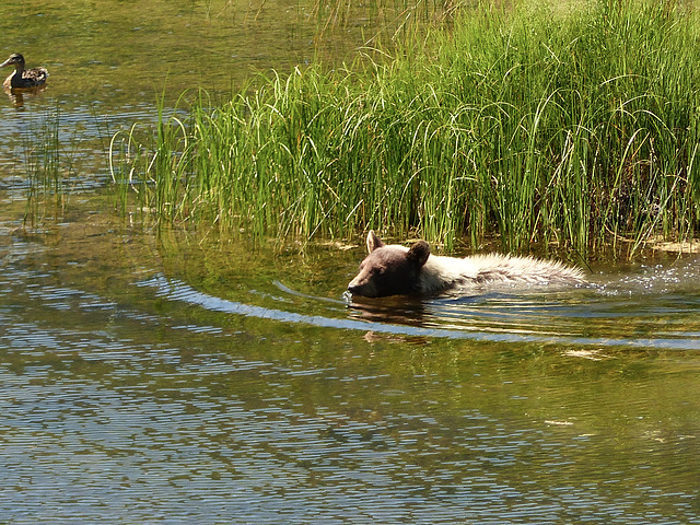 Beautiful blonde Black Bear