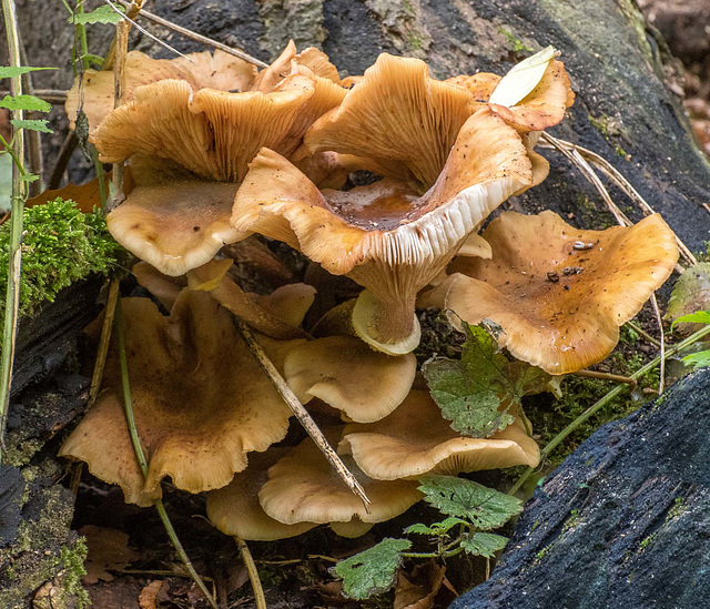 Fungi in Eastham Woods