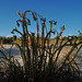 Euphorbia paralias, Monte Gordo beach