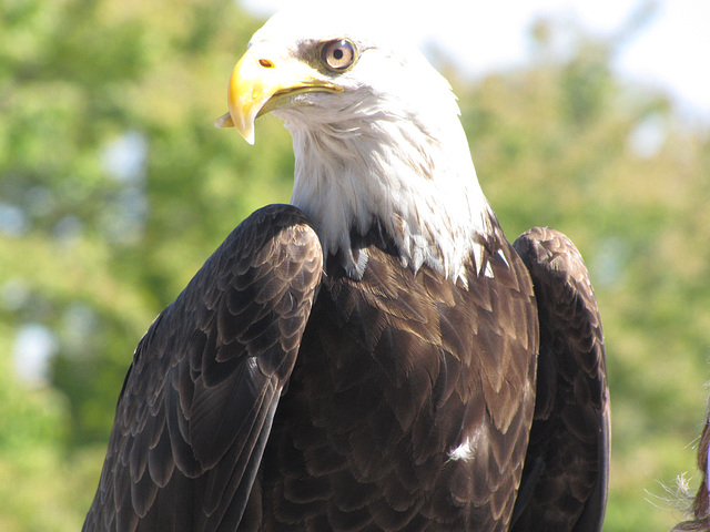 this beautiful Eagle ( FREEDOM) mascot for the Georgia Southern University , Statesboro, Georgia, a special guest at our annual festivites in Central Park