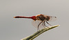 EF7A5905 Dragonfly