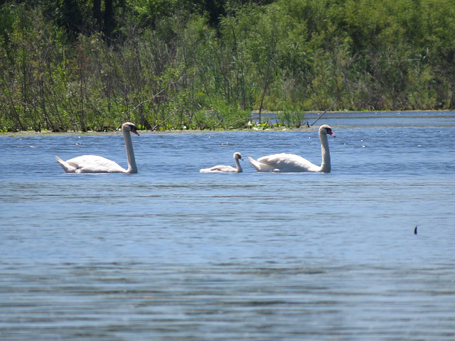 Mute swan family on Pinnebog River, Michigan
