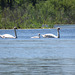 Mute swan family on Pinnebog River, Michigan