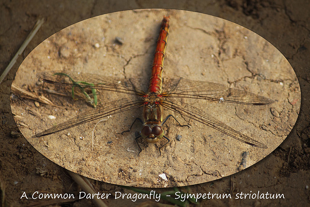 Common Darter Dragonfly - Seaford - 11.9.2015
