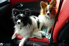 Loulou and Rocco in the car