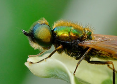 Soldier Fly. Chloromyia formosa
