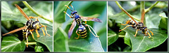Collage -Wasp on foot... ©UdoSm