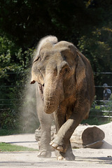 Elefantin Nanda (Zoo Karlsruhe)
