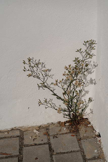 Erigeron bonariensis, Asteraceae