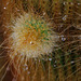 Notocactus leninghausii, Raindrops