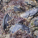 P8280936 Mussels