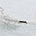 Vogel im Schnee
