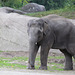 Elefantenjunge Assam (Hagenbeck)