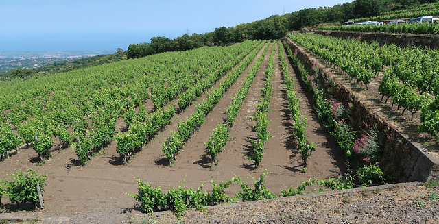 Gambino vineyard