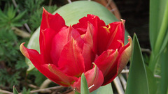A lovely 'parrot' red and orange tulip