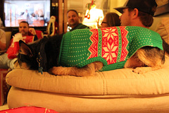 HAHAHA!  our Grand Dog enjoying all our CHRISTMAS ing!!  He is "Buddy"  !!  He  thinks he is human :)