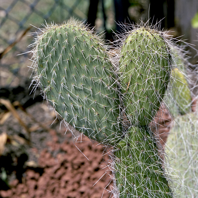 Prickly