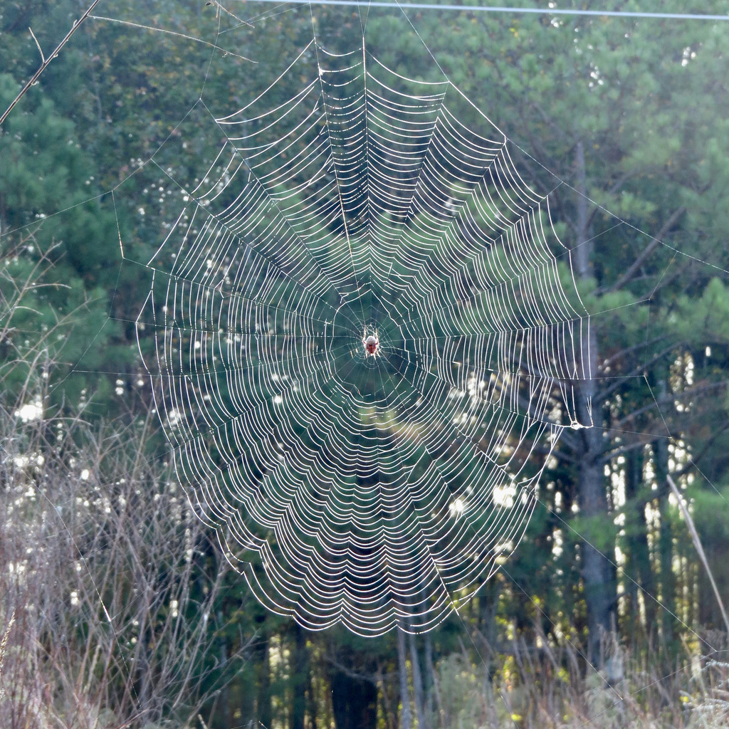 Spider web on a dewy morning