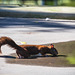 Thirsty Red Squirrel (PiP)