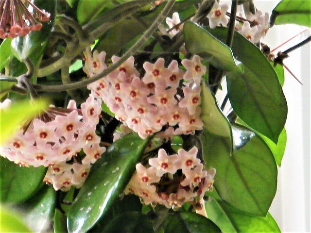 The hoya flowers are oozing sticky stuff !!!
