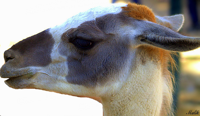 Lama au Parc animalier de Sidi bel Abbes.