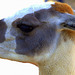 Lama au Parc animalier de Sidi bel Abbes.
