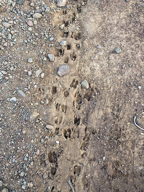 #28- Animal footprints, Sheep