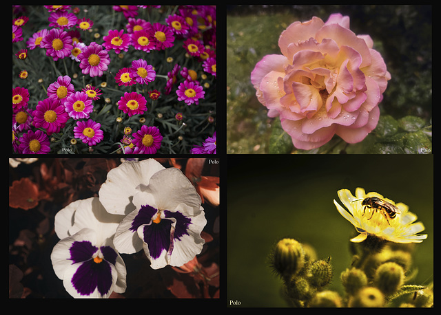 Collage floral, junio:2023