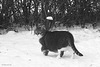 Bastian in black & white