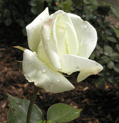 Une rose blanche emperlée de pluie
