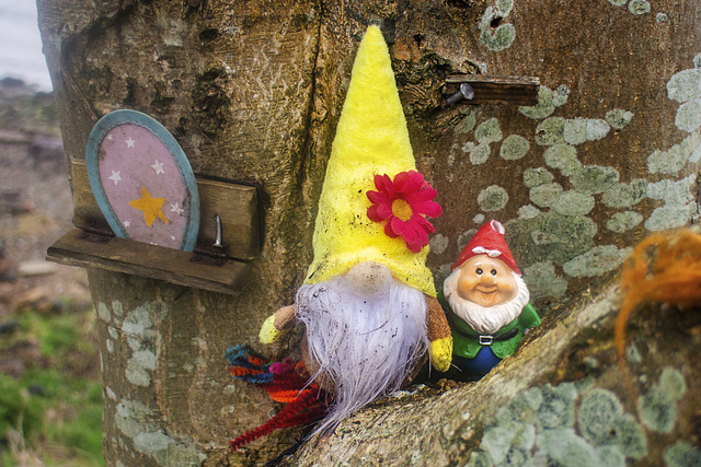 Wee Gonk and Wee Gnome in the Bole of a Tree