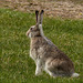 Jack Rabbit turning from white to brown