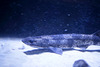 Kleingefleckter Katzenhai (Wilhelma)