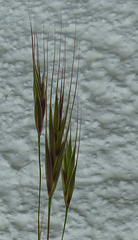 Gräser - Poaceae
