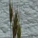 Gräser - Poaceae