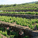Gambino vineyard