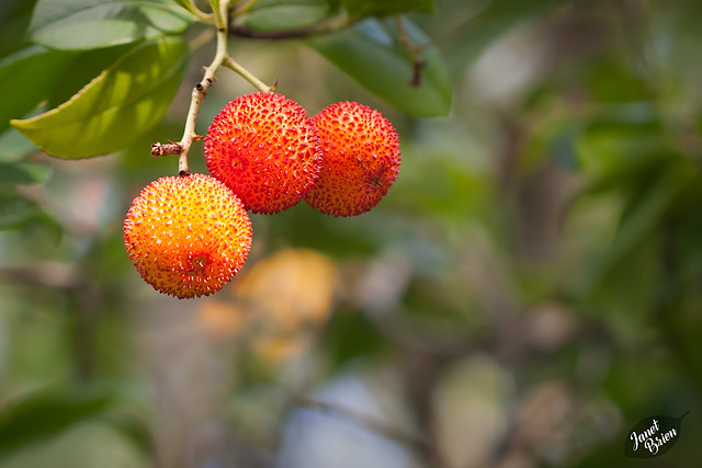 Pictures for Pam, Day 61: Strawberry Tree Berries