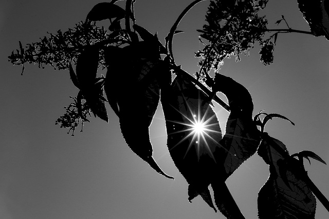 #53 - digipic - Silhouette with Sun Star - 26̊ 2points