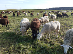 Les moutons mangent