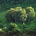 Teak and Banana-trees among the Tropical Rainforest , along River Mekong _ Laos